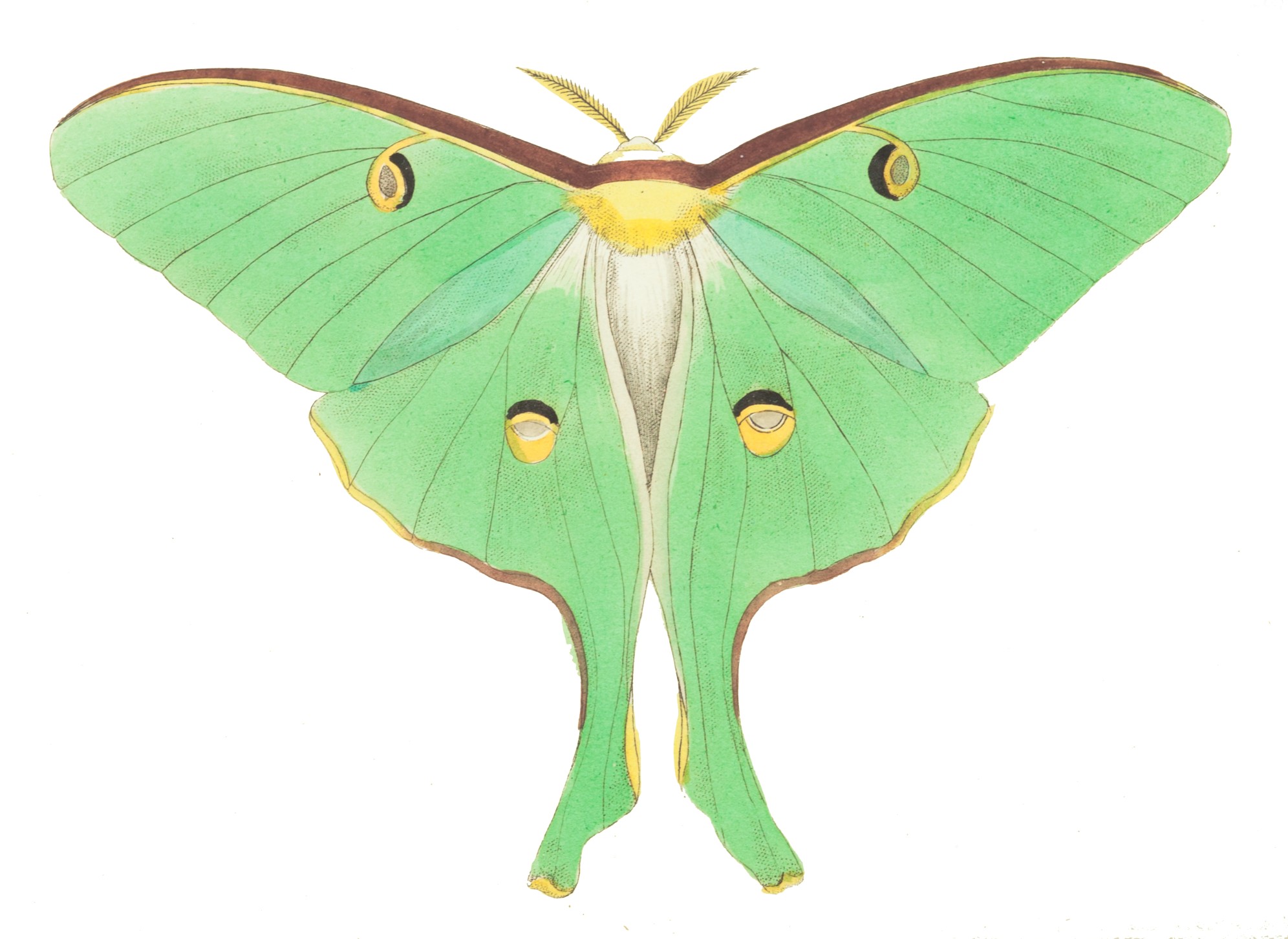 Moth Clipart.