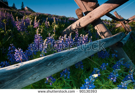 Crested Butte Stock Photos, Royalty.