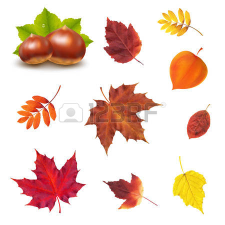 1,486 Mountain Ash Stock Illustrations, Cliparts And Royalty Free.