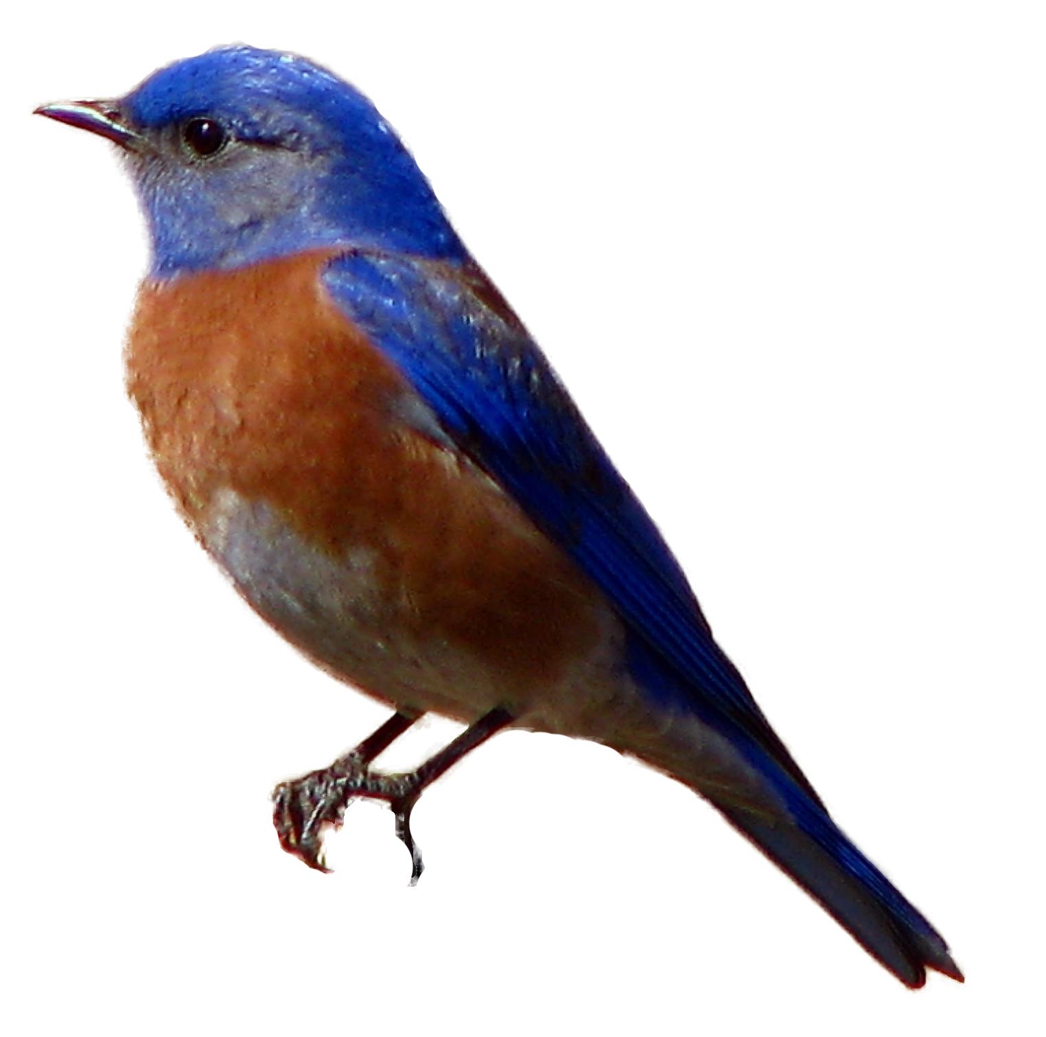 Mountain Bluebird Clipart 20 Free Cliparts Download Images On 