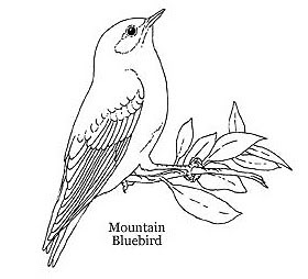 Mountain bluebird clipart.