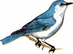 Free Mountain Bluebird Clipart.
