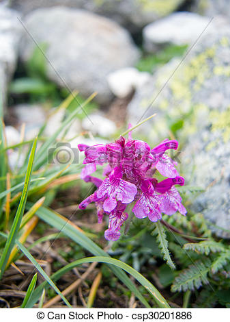 Pictures of beautiful mountain daisy thriving between rocks.