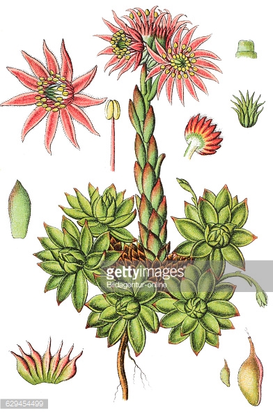 Sempervivum montanum, mountain houseleek, medicinal plant Pictures.