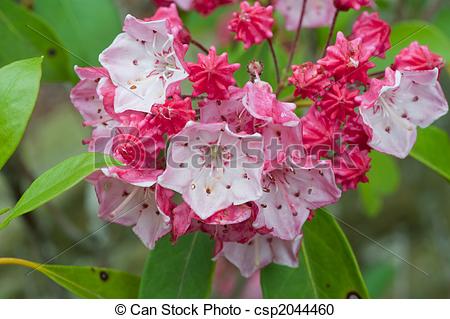 Stock Photography of mountain laurel plant.