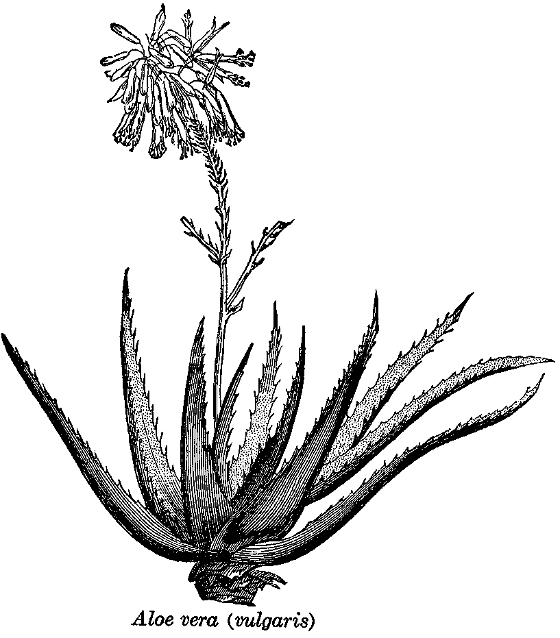 Black And White Plants.