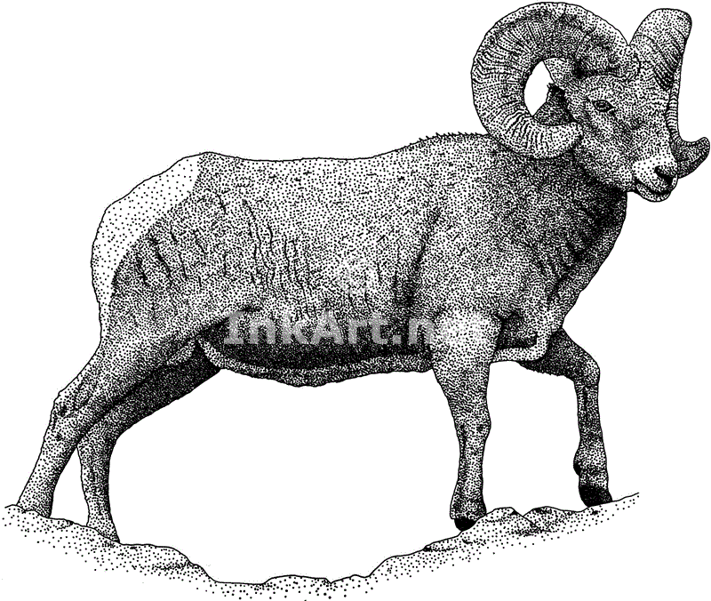 Sheep Drawing.