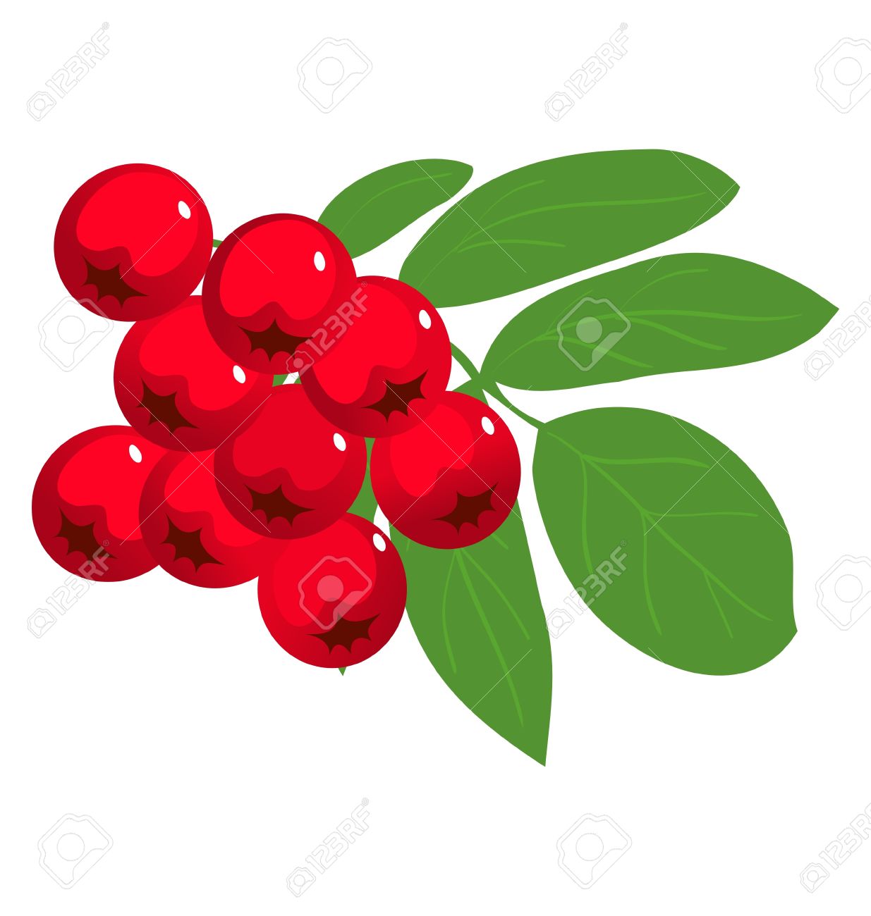 Mountain Ash Or Rowan Berry The White Royalty Free Cliparts.