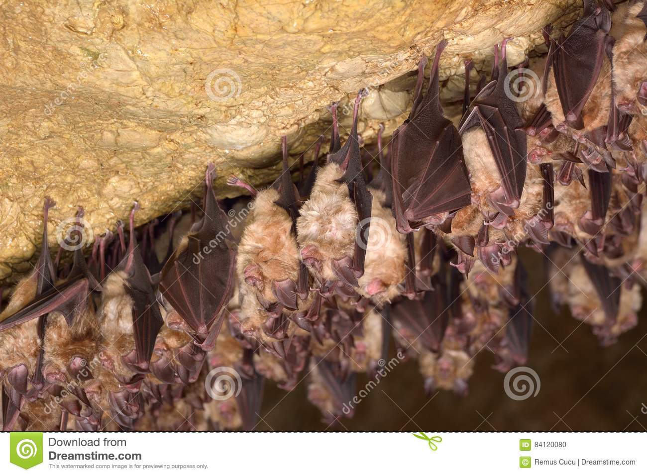 Groups Of Sleeping Bats In Cave.