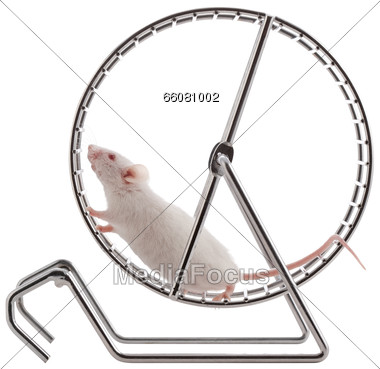 Stock Photo White Mouse In Wheel Clipart.