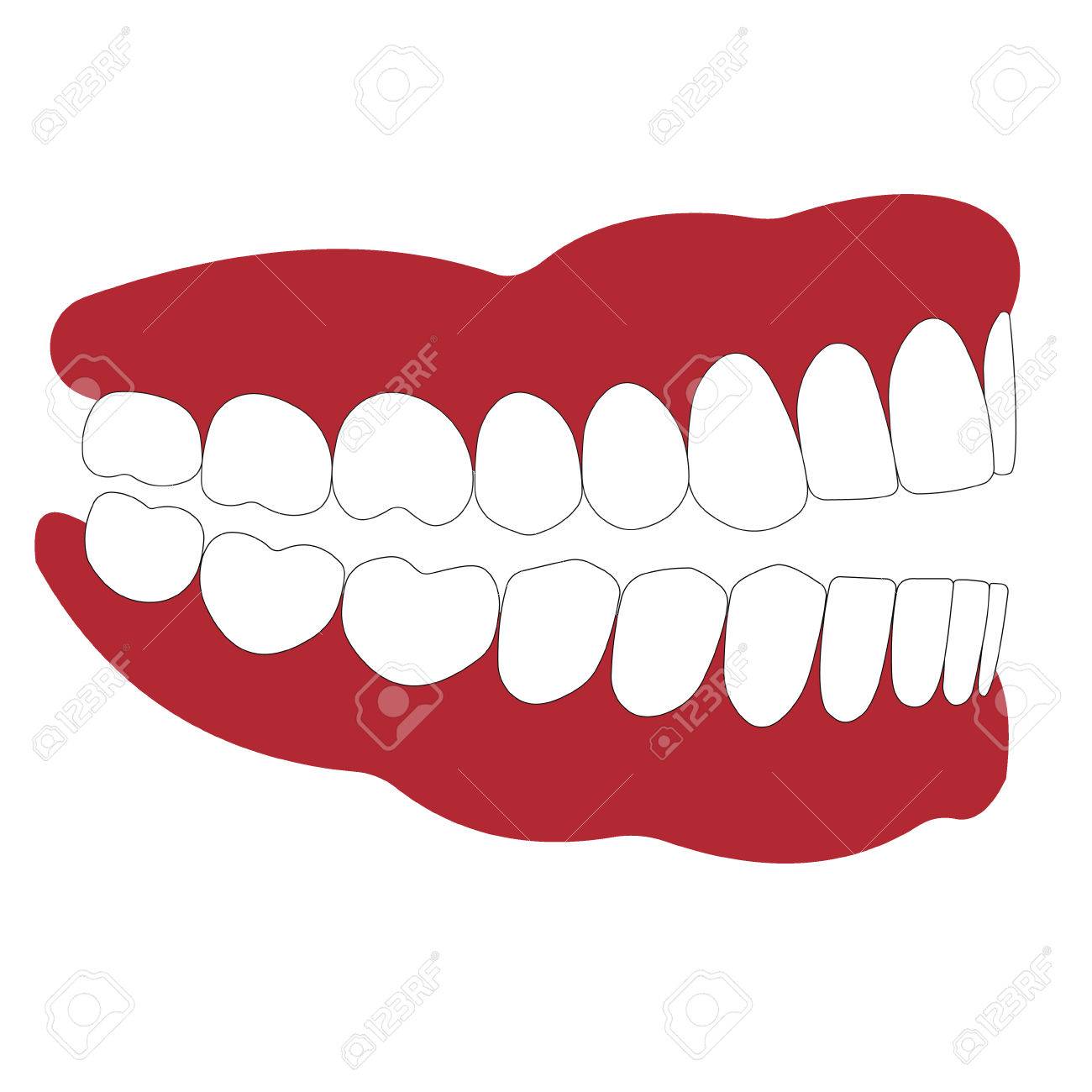 open mouth is not closed teeth, dentition and gum side view,...