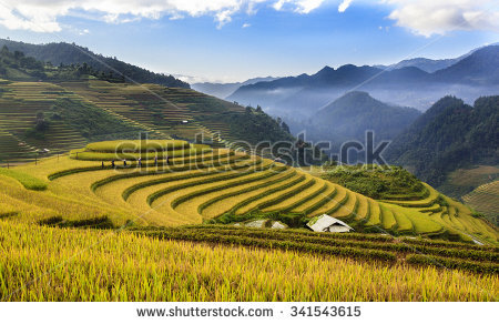 Asia Rice Field By Harvesting Season Stock Photo 222700240.