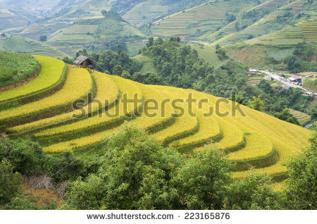 Asia Rice Field By Harvesting Season Stock Photo 222700240.