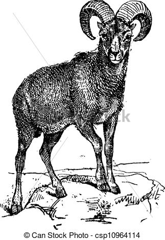 Mouflon Illustrations and Clip Art. 74 Mouflon royalty free.