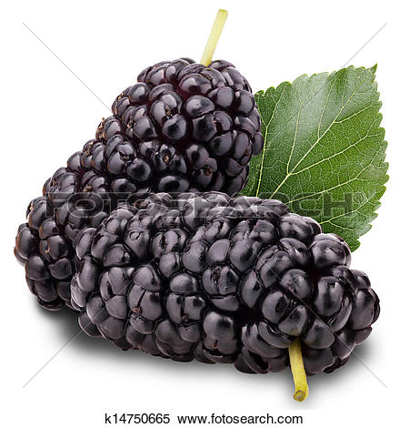 Stock Image of mulberry k14750665.