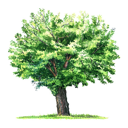 Mulberry Tree Clip Art, Vector Images & Illustrations.
