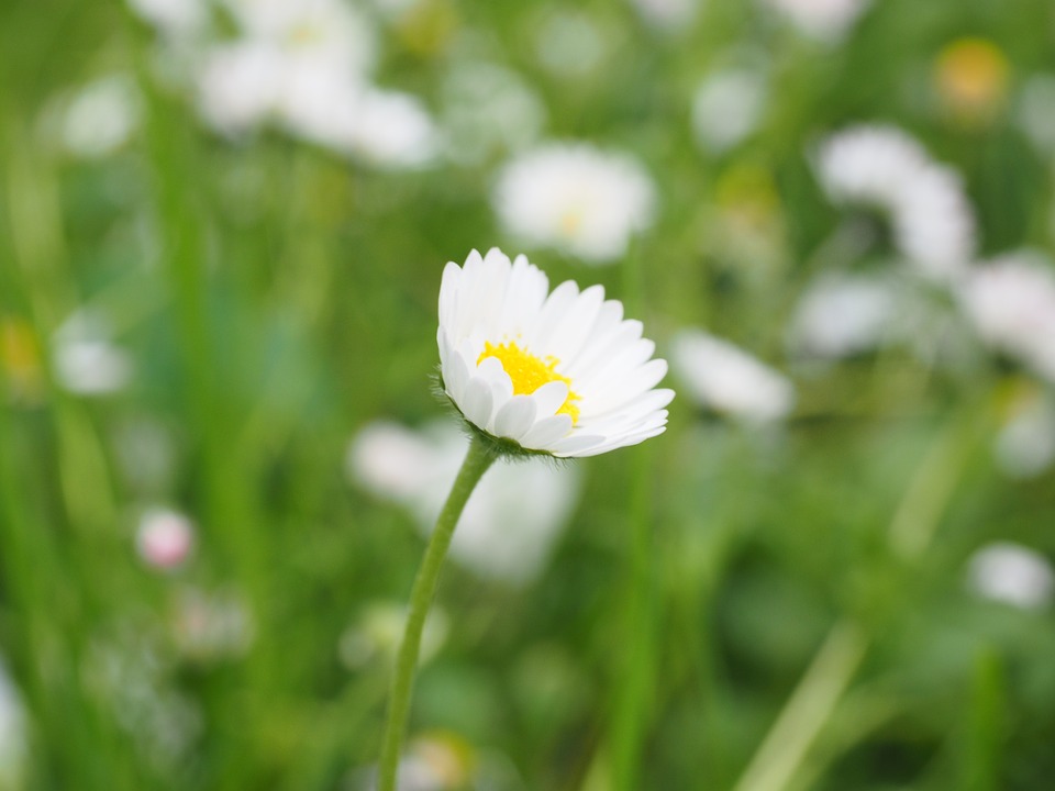 Free photo: Daisy, Flower, Blossom, Bloom.