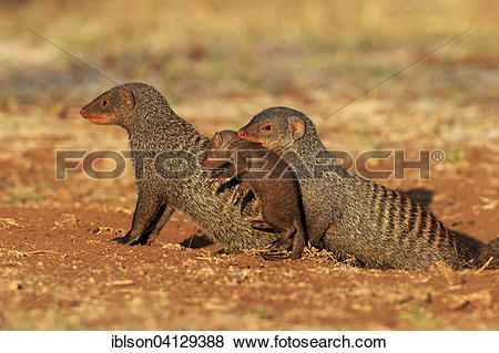 Pictures of Banded mongoose (Mungos mungo), adult with pup, neck.