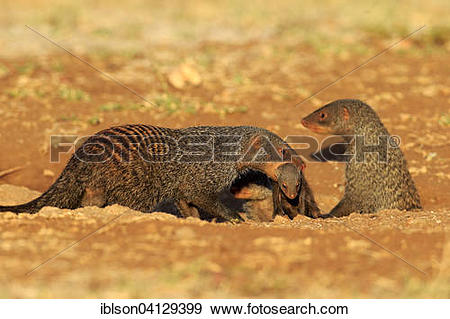 Stock Photograph of Banded Mongooses (Mungos mungo), female.