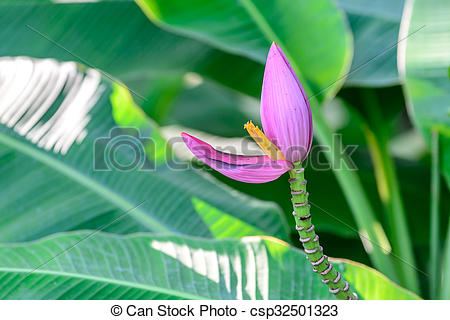 Stock Photo of Bua Luang flower, Musa hybrids MUSACEAE bloom.