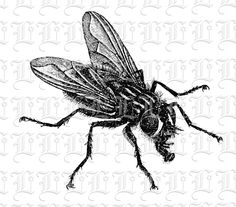 House Insect Fly Musca Domestica Vintage Clip Art Illustrations.
