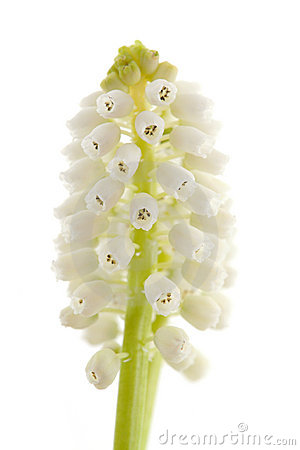 Isolated White Magic Flower Of Muscari Botryoides Stock Images.