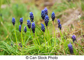 Stock Photography of Muscari neglectum flowers in the spring.