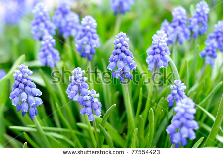 Liliaceae Muscari Racemosum Blue Spring Flower Stock Photo.