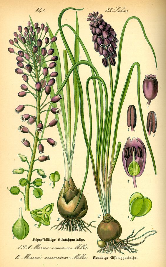 Grape Hyacinth, Illustration. (Muscari Racemosum). Nice font.
