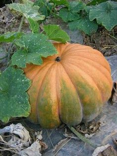 VanDerHoek Art: Pumpkin Patch Sycamore.