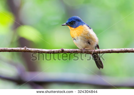 Muscicapidae Family Stock Photos, Royalty.