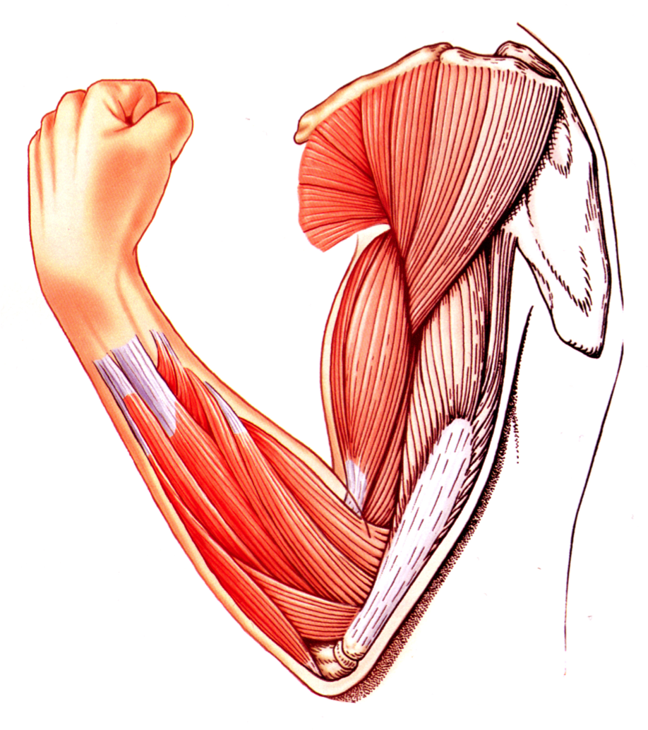Muscle Tissue PNG Transparent Muscle Tissue.PNG Images.