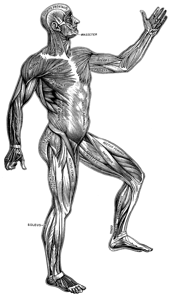 Free Muscles Clipart Black And White, Download Free Clip Art.