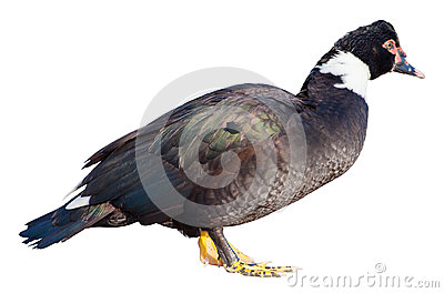 Muscovy Duck Stock Image.