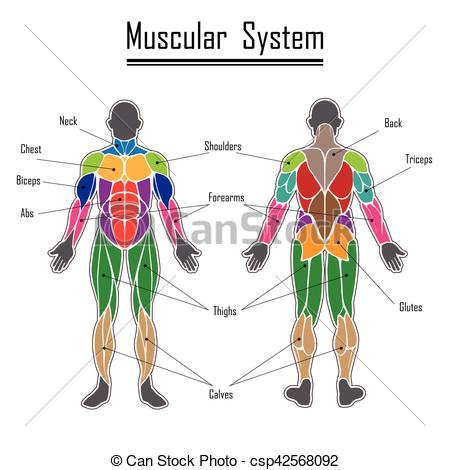 Human muscular system.