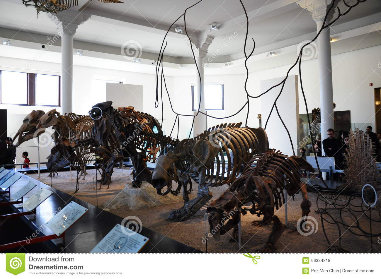Dinosaur Dino Skeleton In New York NYC American Museum Of Natural.