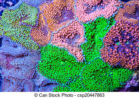 Stock Image of colorful Florida mushroom coral.