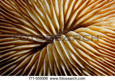 Stock Images of Mushroom coral detail (Fungia sp.). Ha?apai Group.