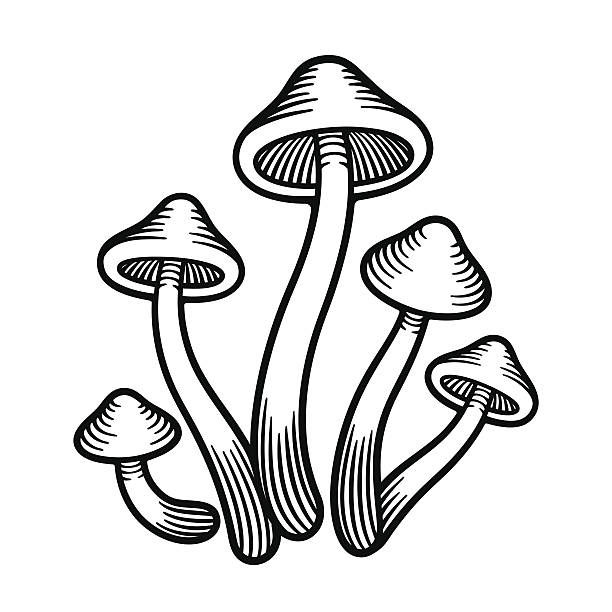 Best Magic Mushroom Illustrations, Royalty.