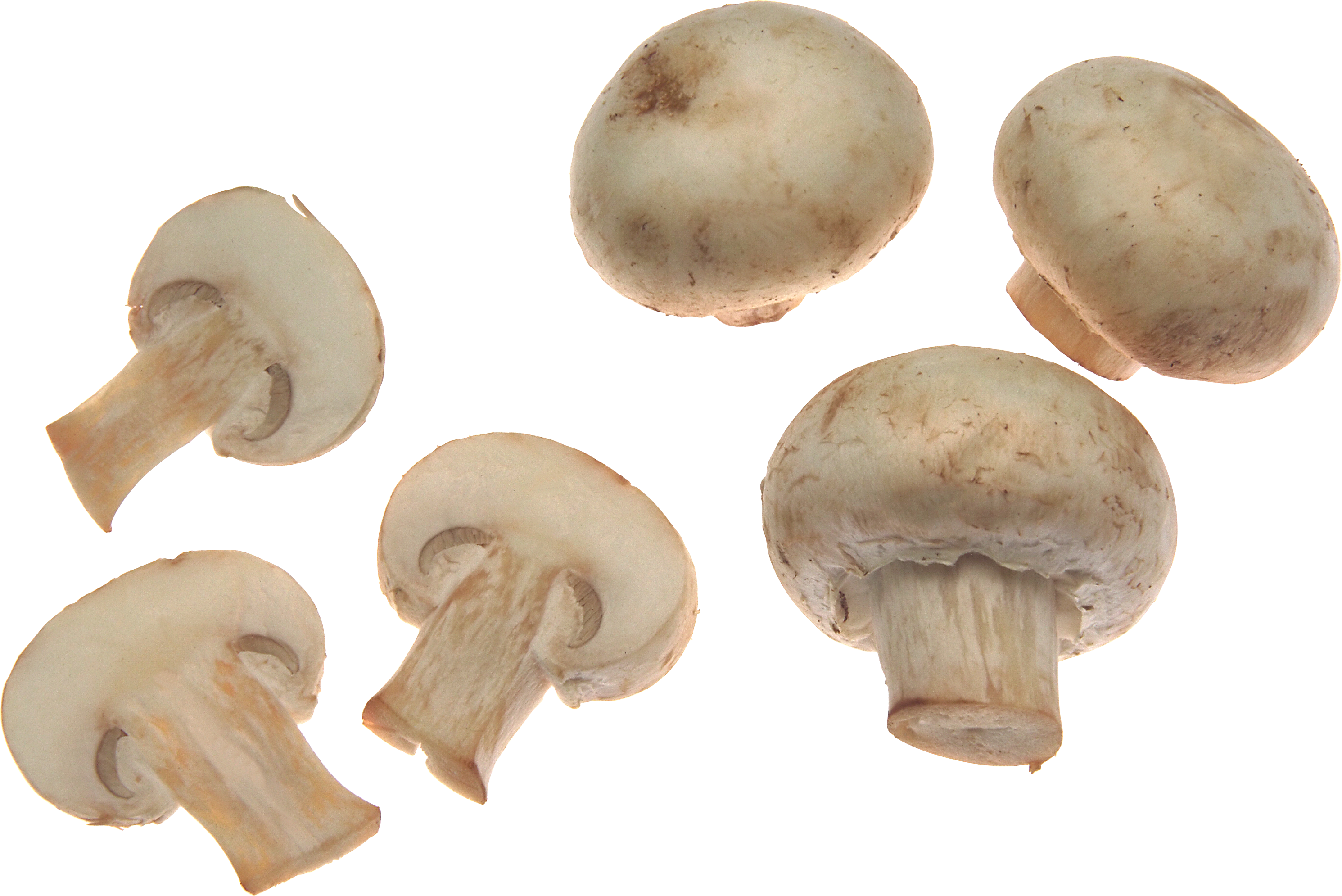 Mushroom PNG images, free Mushroom pictures PNG.