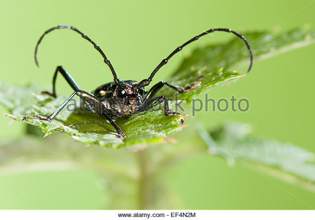 Moschus Stock Photos & Moschus Stock Images.
