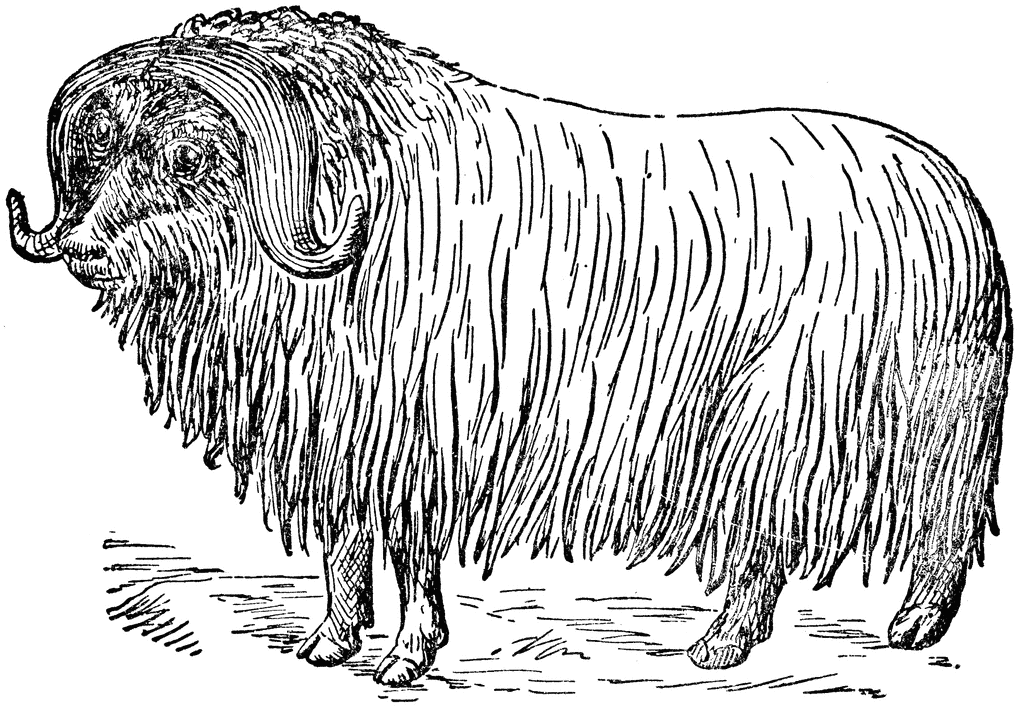 Musk Ox.