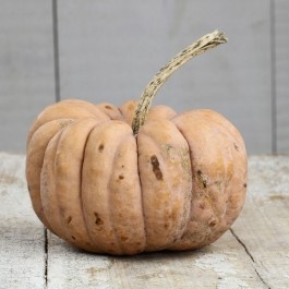 1000+ images about Squash & Pumpkins seed Varieties on Pinterest.