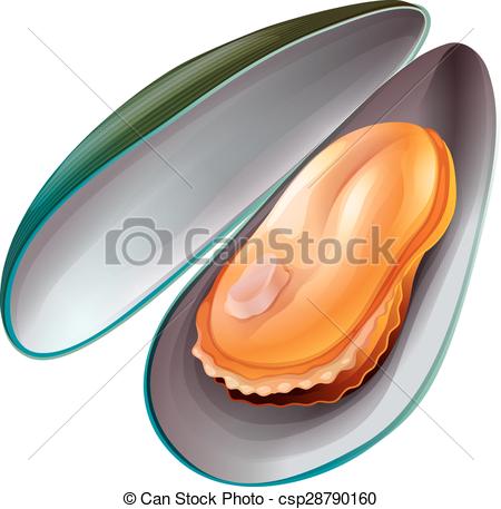 Mussel Stock Illustrations. 1,082 Mussel clip art images and.