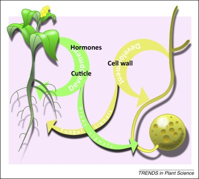 Arbuscular mycorrhizal dialogues: do you speak 'plantish' or.