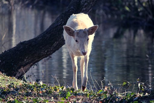 90+ Free Albino & White Images.