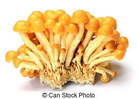 Pictures of nameko mushroom.