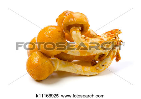 Stock Image of nameko mushroom k11168925.