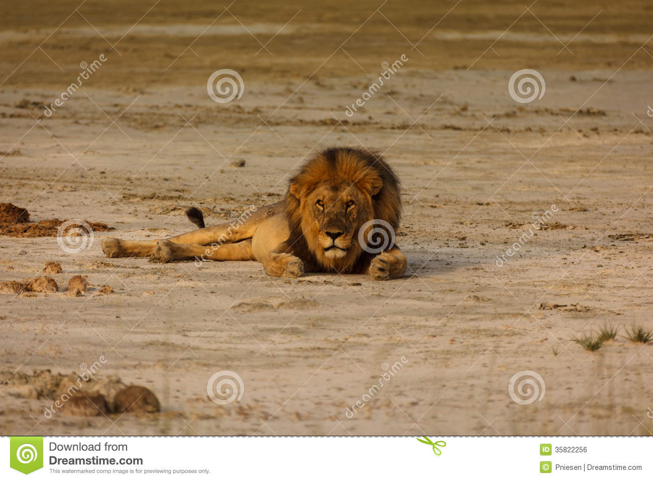 Male Lion Lays On Sandy Desert Floor In Namibian Desert Looking At. Male Lion Lays On Sandy Desert Floor In Namibian Desert Looking At.