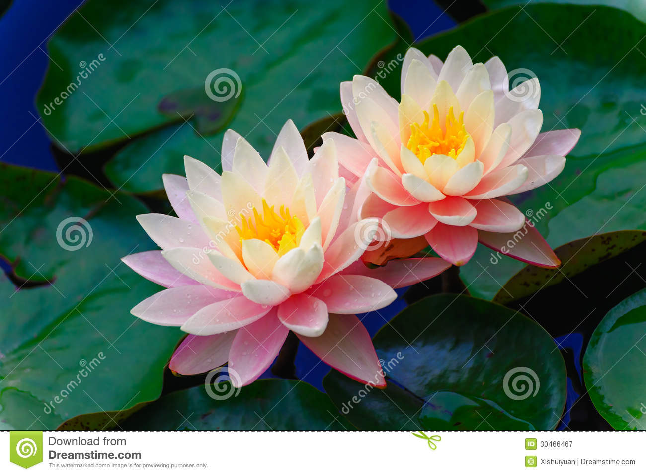 The Two Lotus Royalty Free Stock Photography. The Two Lotus Royalty Free Stock Photography.
